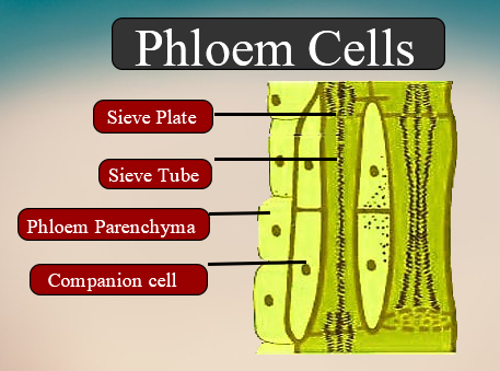 Phloem: Cell Types Structure